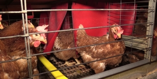 Benessere degli animali nei sistemi di produzione di uova prive di gabbie