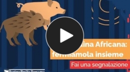Embedded thumbnail for Peste suina africana. Fermiamola insieme