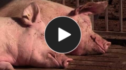 Embedded thumbnail for Il controllo ufficiale per il benessere animale negli allevamenti intensivi di suini