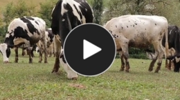 Embedded thumbnail for Bovine da latte. La tutela del benessere in Emilia-Romagna